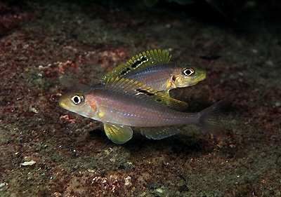 Xenotilapia sp. 'papilio sunflower' Samazi